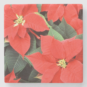 Porta-copo De Pedra Vivid Red Christmas Poinsettias