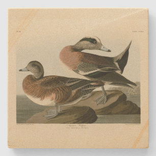 Porta-copo De Pedra Widgeon Americano das Aves da América de Audubon