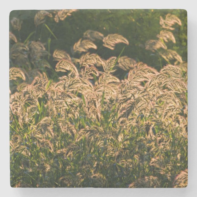 Porta-copo De Pedra Wild Millet (Panicum Sp.) Cultivo Em Zonas úmidas (Frente)