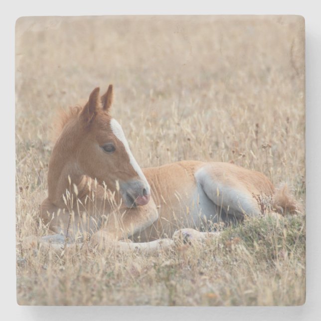 Porta-copo De Pedra Wild Mustang Foal Wild Horse (Frente)