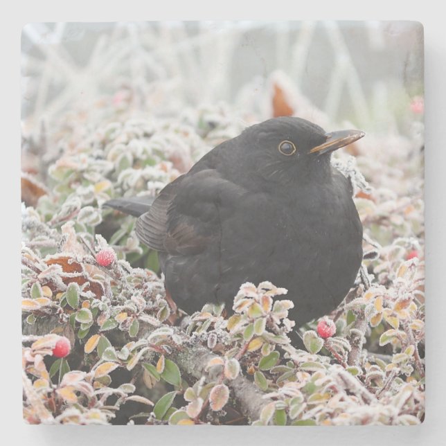 Porta-copo De Pedra Winter Blackbird (Frente)
