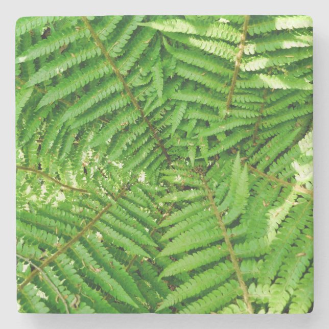Porta-copo De Pedra Woodland Ferns (Frente)