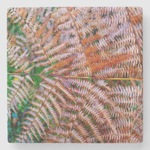 Porta-copo De Pedra Woodland Ferns