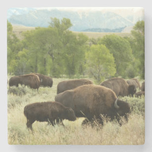 Porta-copo De Pedra Wyoming Bison Nature