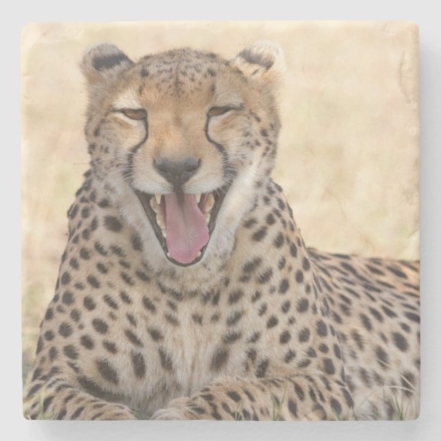 Porta-copo De Pedra Yawning Cheetah (Frente)
