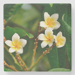 Porta-copo De Pedra Yellow Frangipani