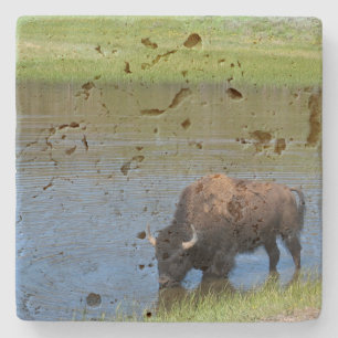 Porta-copo De Pedra Yellowstone American Bison em Pond