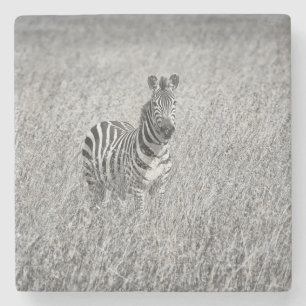 Porta-copo De Pedra Zebra na grama alta
