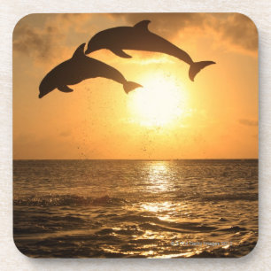 Porta-copo Delfin, Delfim, Tuemmler mais bruto, Tursiops