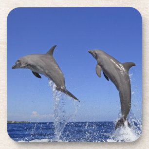 Porta-copo Delfin, Delfim, Tuemmler mais bruto, Tursiops 3