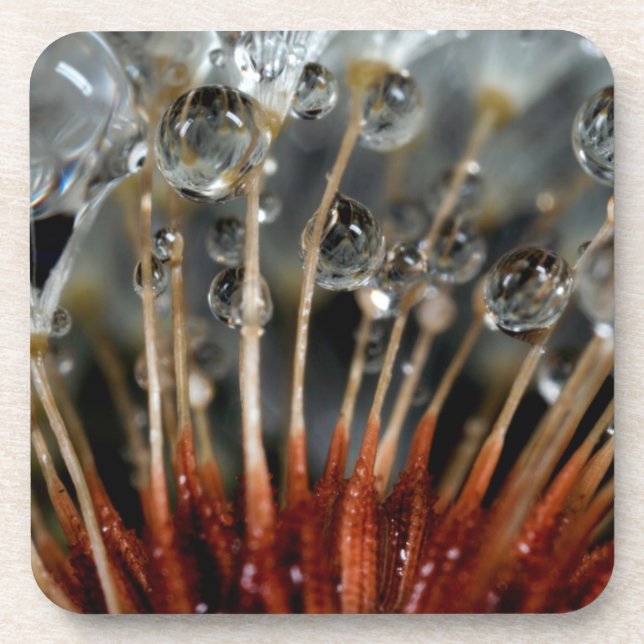 Porta-copo Dente-de-leão e gotas de água, CA (Frente)