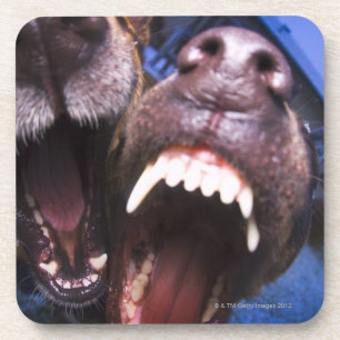 Porta-copo Descascamento dos cães