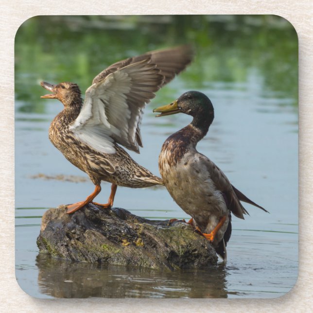 Porta-copo Desculpe-me (Frente)