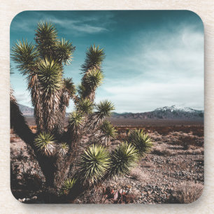 Porta-copo Desertos Cholla Cactus