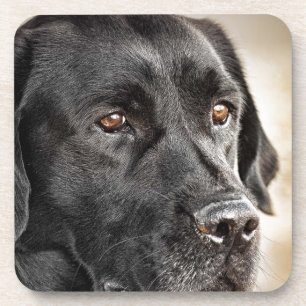 Porta-copo Design preto bonito do cão de labrador retriever