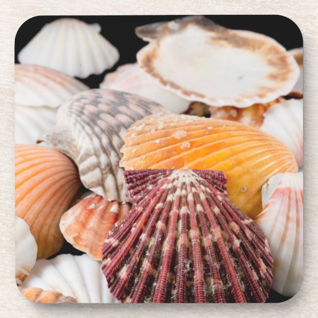 Porta-copo Detalhe Das Conchas De Todo O Mundo 2 (Frente)