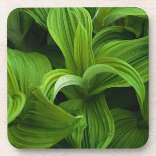 Porta-copo Dewdrops em um Helabore falso