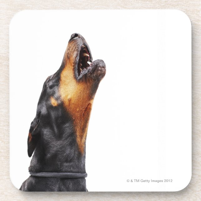 Porta-copo Doberman que urra (Frente)