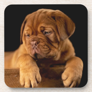 Porta-copo Dogue de Bordeaux - Cão-Puppy francês Mastiff