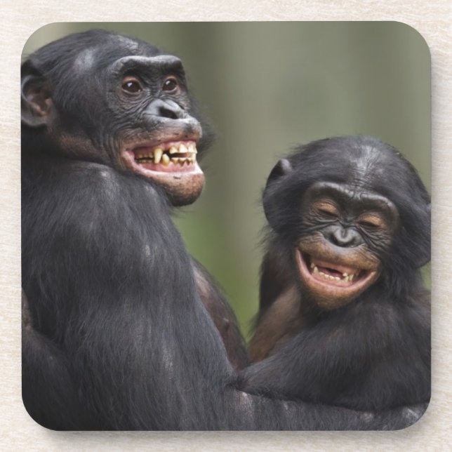 Porta-copo Dois Bonobos de sorriso (Frente)