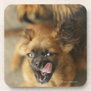 Porta-copo Dois cães de Pekingese