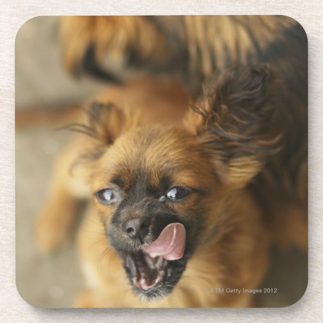 Porta-copo Dois cães de Pekingese (Frente)