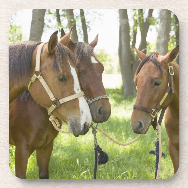 Porta-copo Dois cavalos de um quarto americanos que estão na (Frente)
