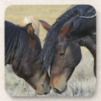 Dois Cavalos Selvagens Marrons Nuzzling
