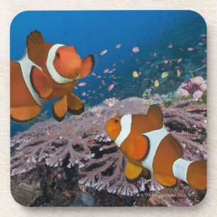 Porta-copo Dois Clownfish