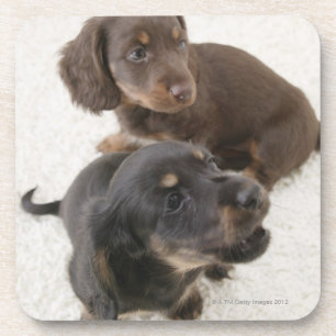 Porta-copo Dois Dachshunds diminutos, tiro do estúdio