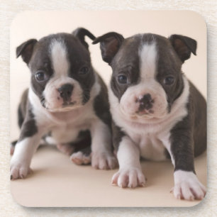 Porta-copo Dois filhotes de cachorro de Boston Terrier