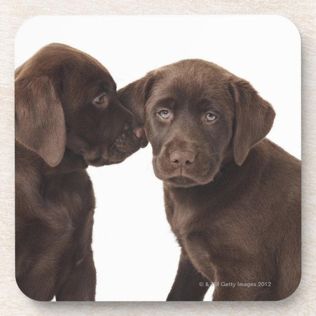 Porta-copo Dois filhotes de cachorro de labrador retriever do (Frente)