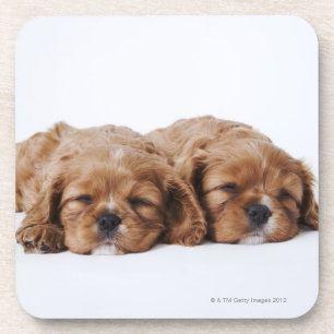 Porta-copo Dois filhotes de cachorro descuidados do Spaniel