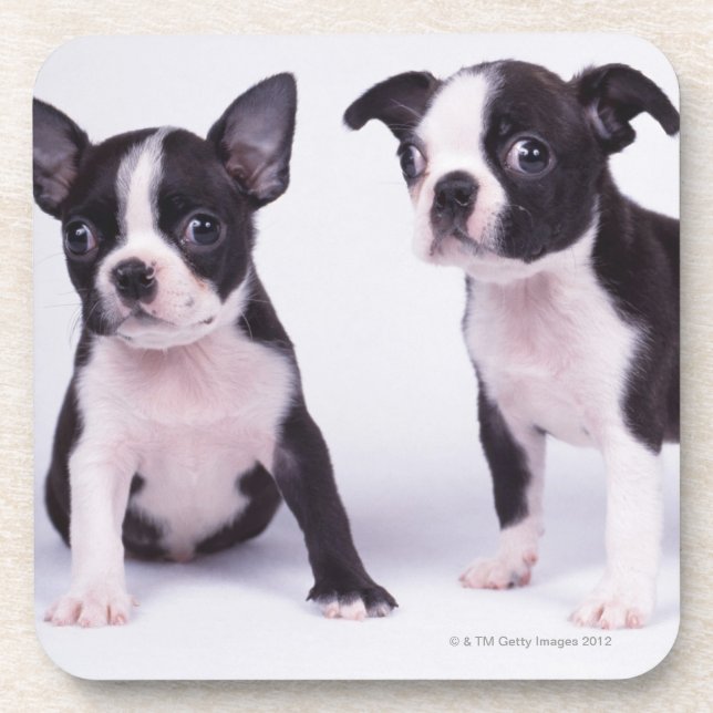 Porta-copo Dois filhotes de cachorro preto e branco (Frente)