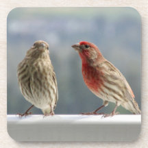 Dois Finches Flertando.