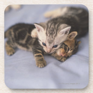 Porta-copo Dois gatinhos