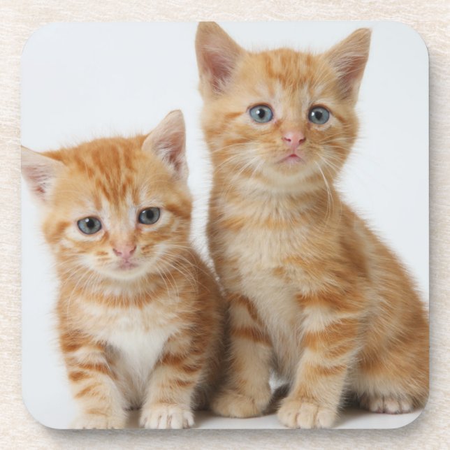 Porta-copo Dois gatinhos adoráveis (Frente)
