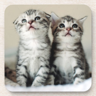 Porta-copo Dois gatinhos bonitos