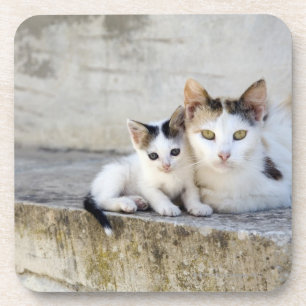 Porta-copo Dois gatos nas etapas de pedra