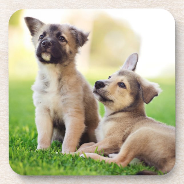 Porta-copo Dois German shepherd (Frente)