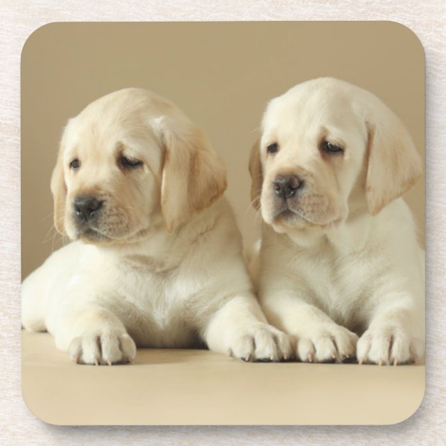 Porta-copo Dois Ouros Labrador Puppies (Frente)