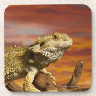 Porta-copo Dragão farpado (Pogona Vitticeps) no ramo,