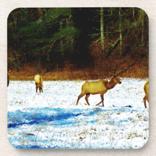 PORTA-COPO DSC00131.JPG