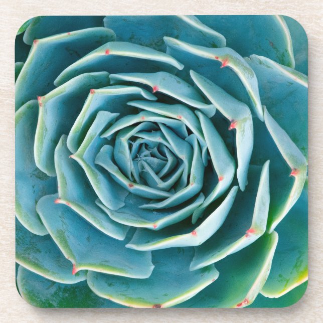 Porta-copo Echeveria Roseta, Jardim Secreto de Marrakech (Frente)