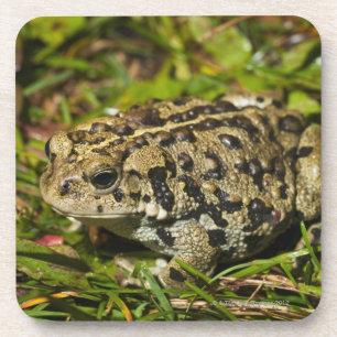 Porta-copo edmonton, Alberta, Canadá 2