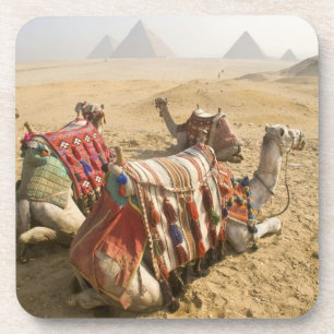 Porta-copo Egito, Cairo. Camelos descansando