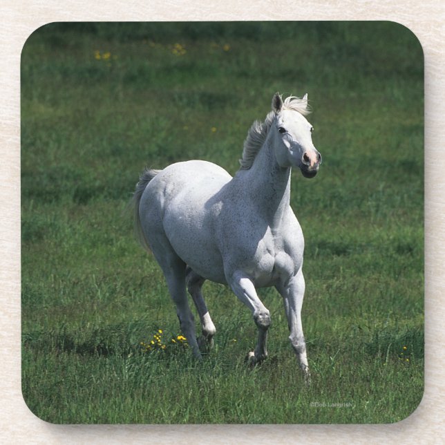 Porta-copo Égua do puro-sangue (Frente)