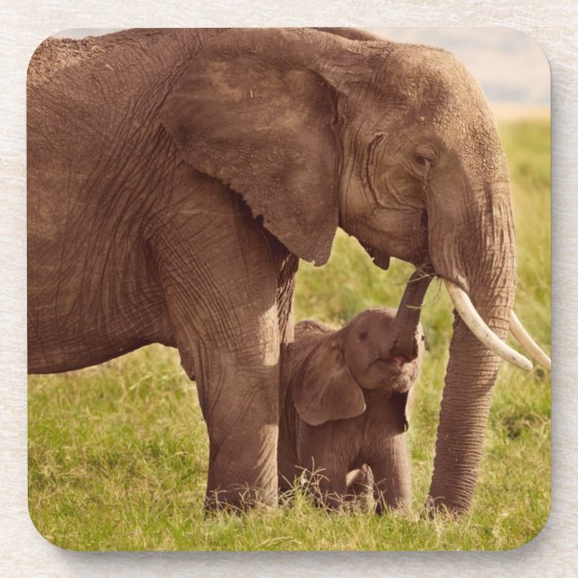 Porta-copo Elefante & bebê das imagens | de Getty (Frente)