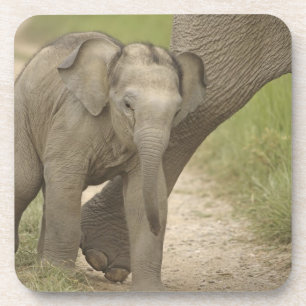 Porta-copo Elefante indiano / asiático e filhote, Corbett 2
