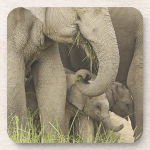 Porta-copo Elefante indiano / asiático e filhote, Corbett 3